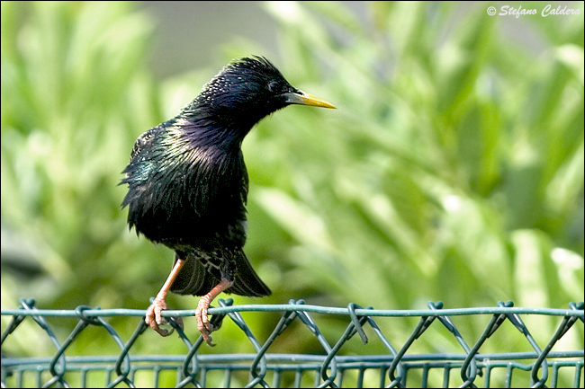 atterraggio di Storno Sturnus vulgaris carrellata d''immagini